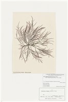 藏品(細弱紅翎藻)的圖片